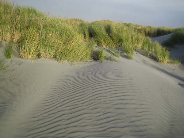 Dunes à Kuku Beach