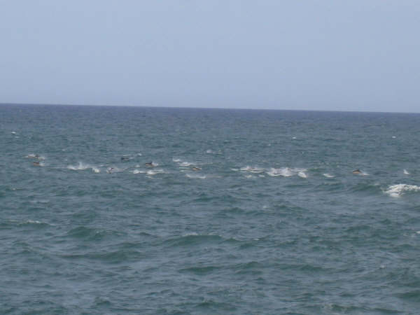 ... un ban de 200 dauphins environ. La mer est formée, et on les