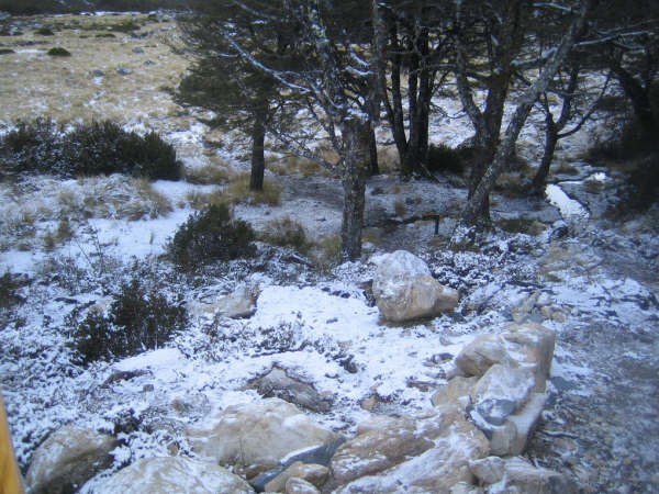 Le bush en face du refuge est couvert de neige