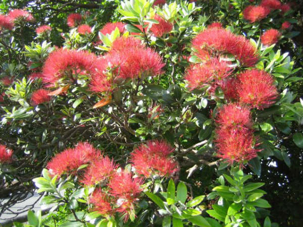 ... les Pohutukawas fleurissent. Dans Wellington, il y en a des centaines ...