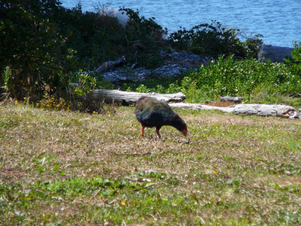 Ce sont de gros oiseaux placides, qui ne volent pas, proche du Pukeko, mais plus imposant