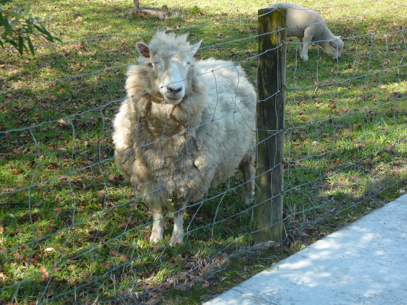 Gentil mouton