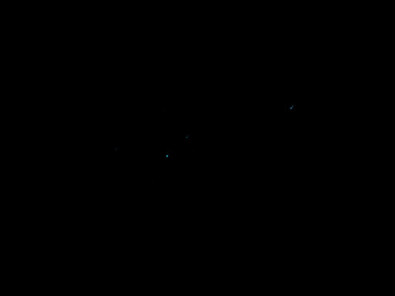 Ceci n'est pas une photo noire! Les points bleux sont des glow woms qi forment des constellations dans toute la forêt. On croisera aussi un kiwi, mais dans le noir, pas moyen de le photographier!