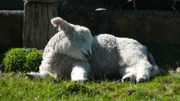 On est en plein milieu d'une ferme. Devant le cottage, un agneau pique un somme. Trooooop mignon!!