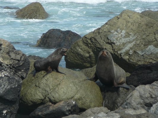 Des centaines de phoques sur la plage de Palliser Cape