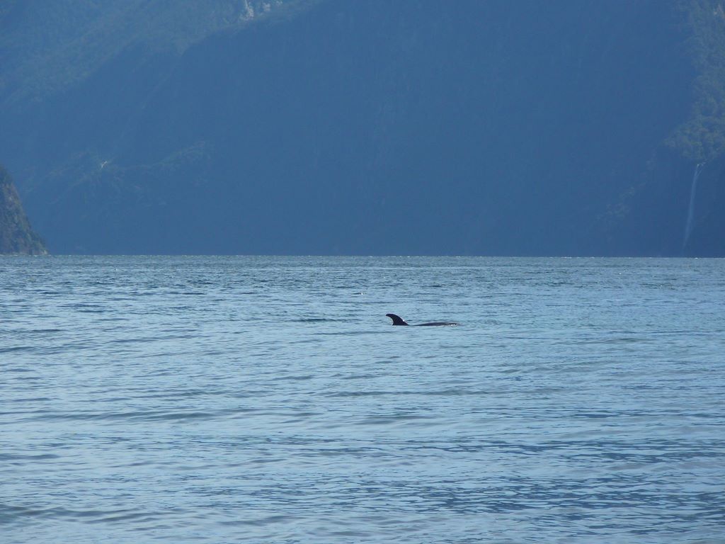 Rencontre à Milford Sound, un bottlenose dolphin, vu depuis le rivage!