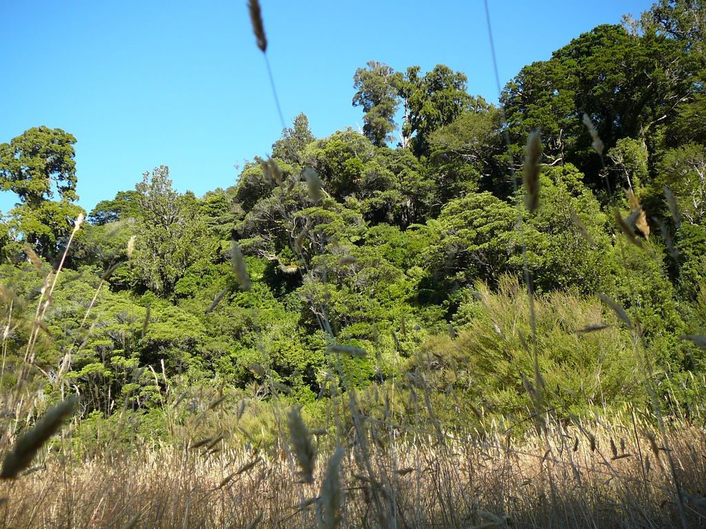 Les herbes de Totara Flats.