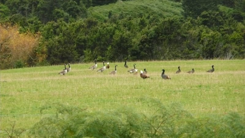 Et les fameux canards paradis (têtes blanche et noire) en compagnie d'oies du canada (cou noir, et corps gris clair et blanc).