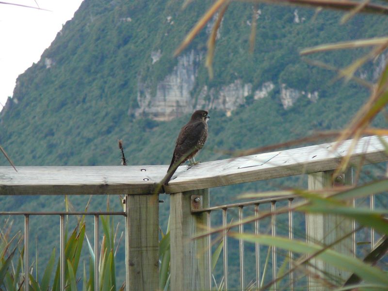 Un faucon de Nouvelle Zélande, endémique et rare.