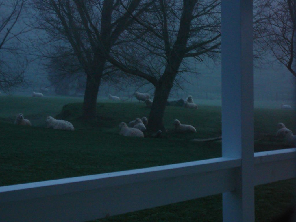 Samedi matin. Notre alarme de voiture a sérieusement déconné et nous sommes réveillés à 6h! Les moutons devant le cottage dorment encore!