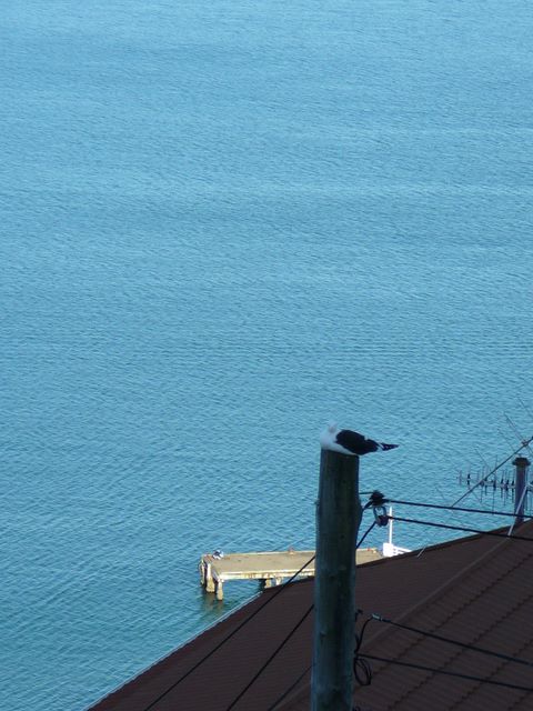 Le soir, un goëland se repose sur un poteau surplombant le ponton où nous étions amarré ce midi.