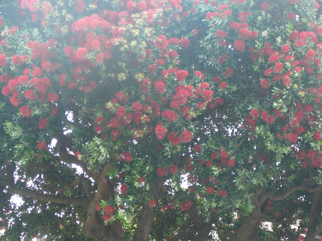 Les fleurs des pohutukawas, en attendant qu'il fasse plus beau