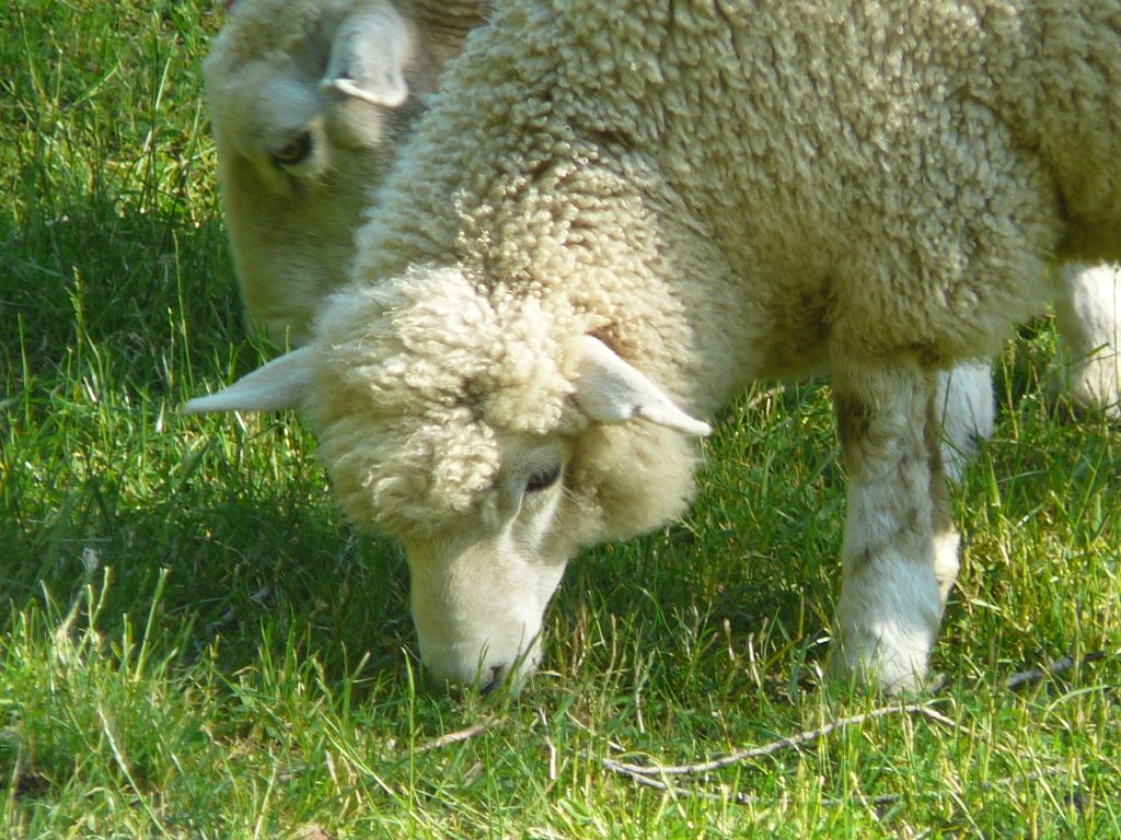 Les moutons de Kelso