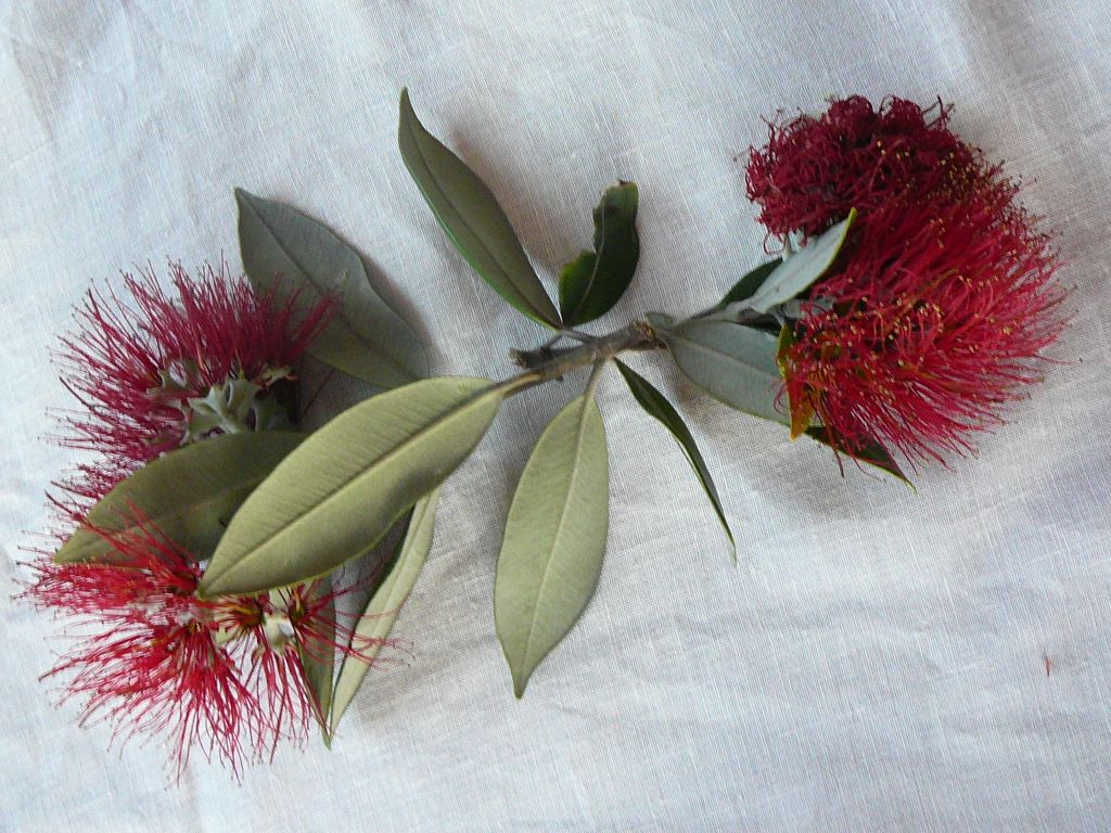 Fleur de Pohutukawa