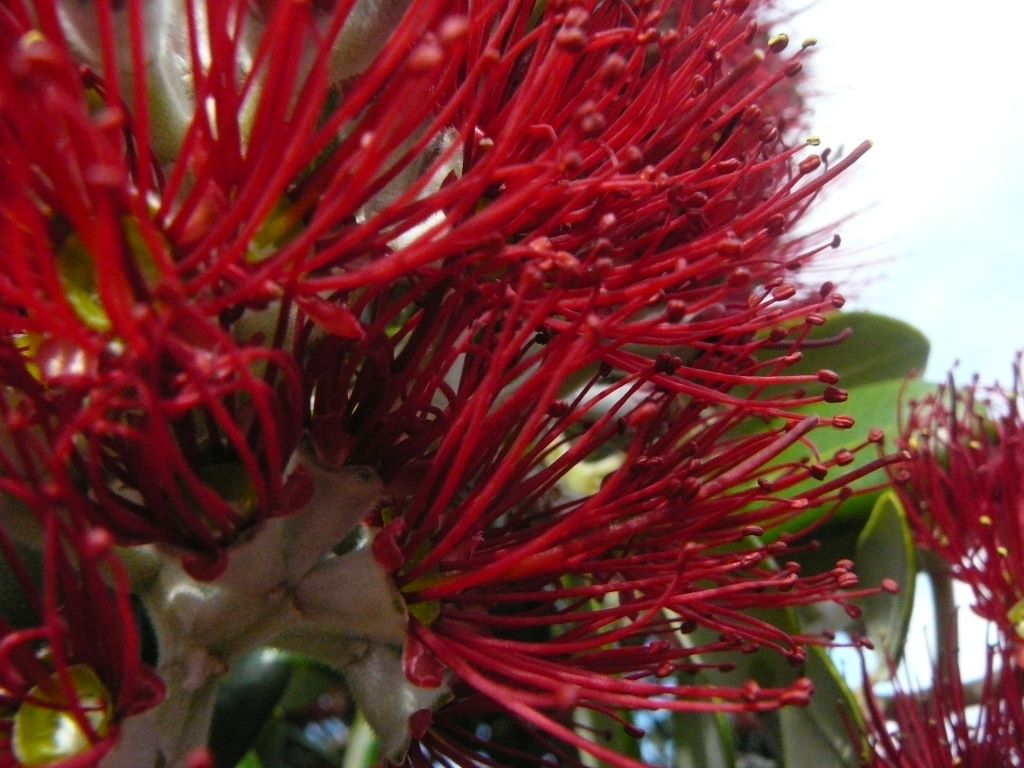 Fleur de Pohutukawa