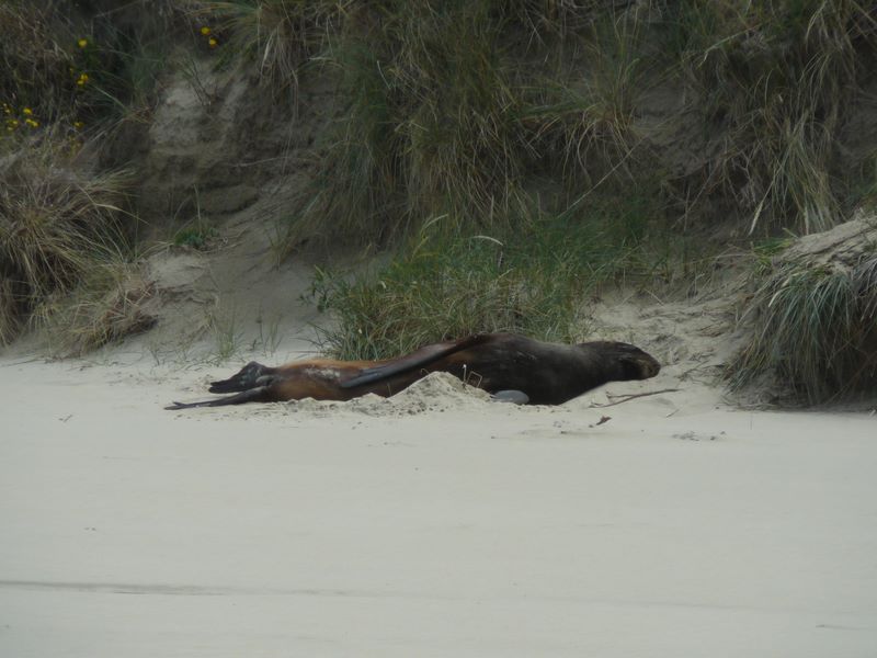 Sur Cannibal Bay, un autre lion de mer fait une pause.