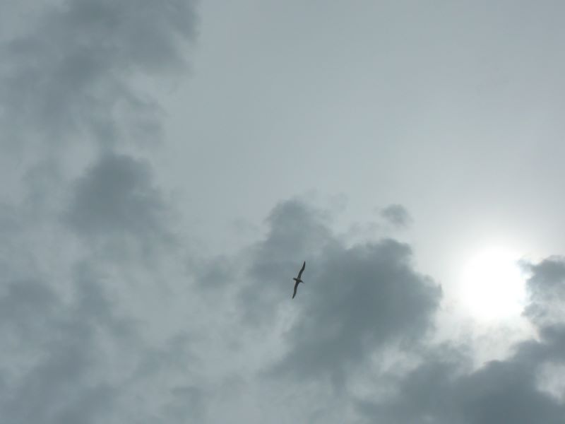 ... le plus gros oiseau volant au monde et dont l'envergure atteint les 3 mètres en vol.
