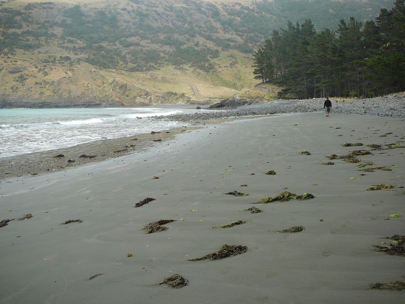 Sur la plage de Flea Bay, un autre pli du volcan que fut autrefois la péninsule d'Akaroa, il y a 130 millions d'années.