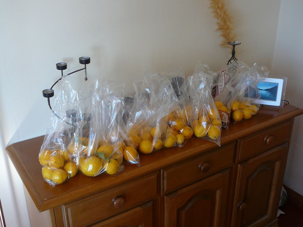2 citronniers, et une production bien supérieure à nos besoins! Ceux qui viendront aujourd'hui repartiront avec un sac!
