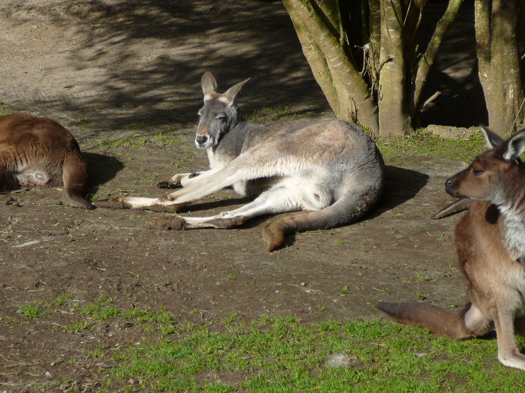 Première rencontre avec des kangourous!