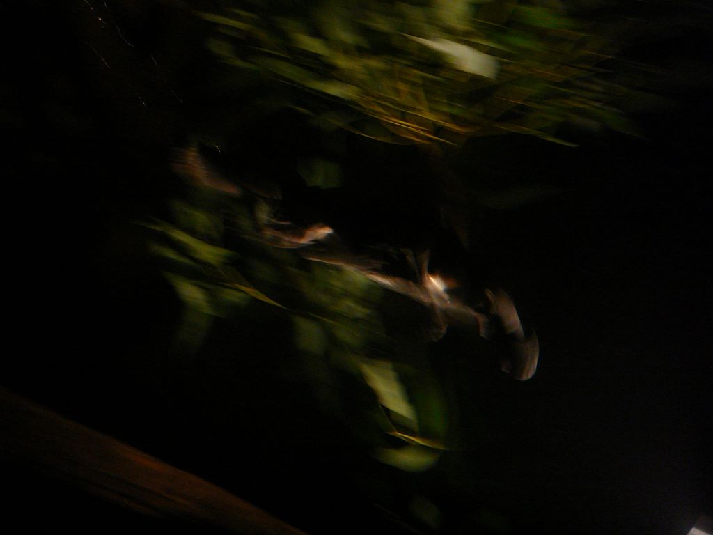 Un ornythorinque, ou platypus. Oui, la photo est floue, mais l'animal est rapide!