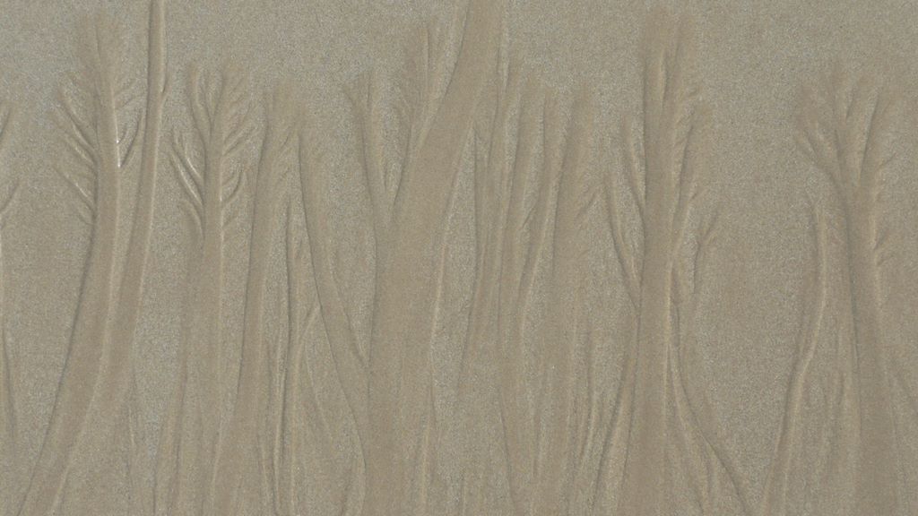 La mer qui se retire dessine des arbres dans le sable.