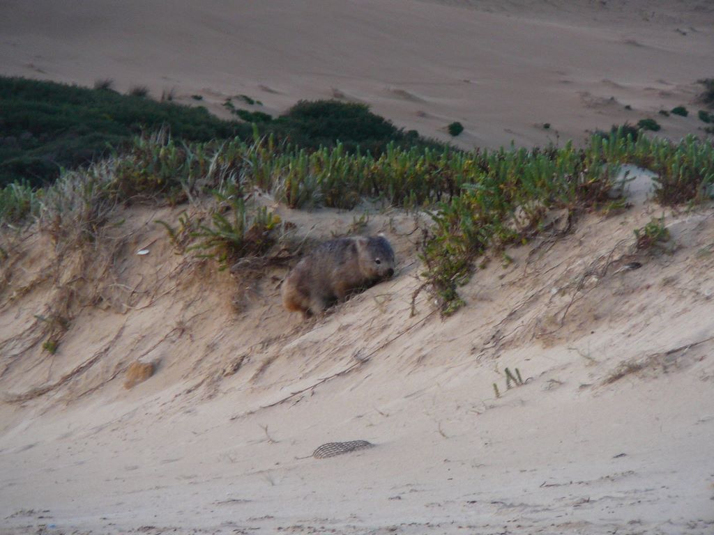 Wombat peinard finissant sa journée en rendant visite à des touristes!