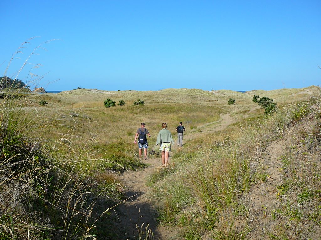 En longeant la côte Est des Coromandels, on retrouve un accès plage, vers Waikawau Bay, ...