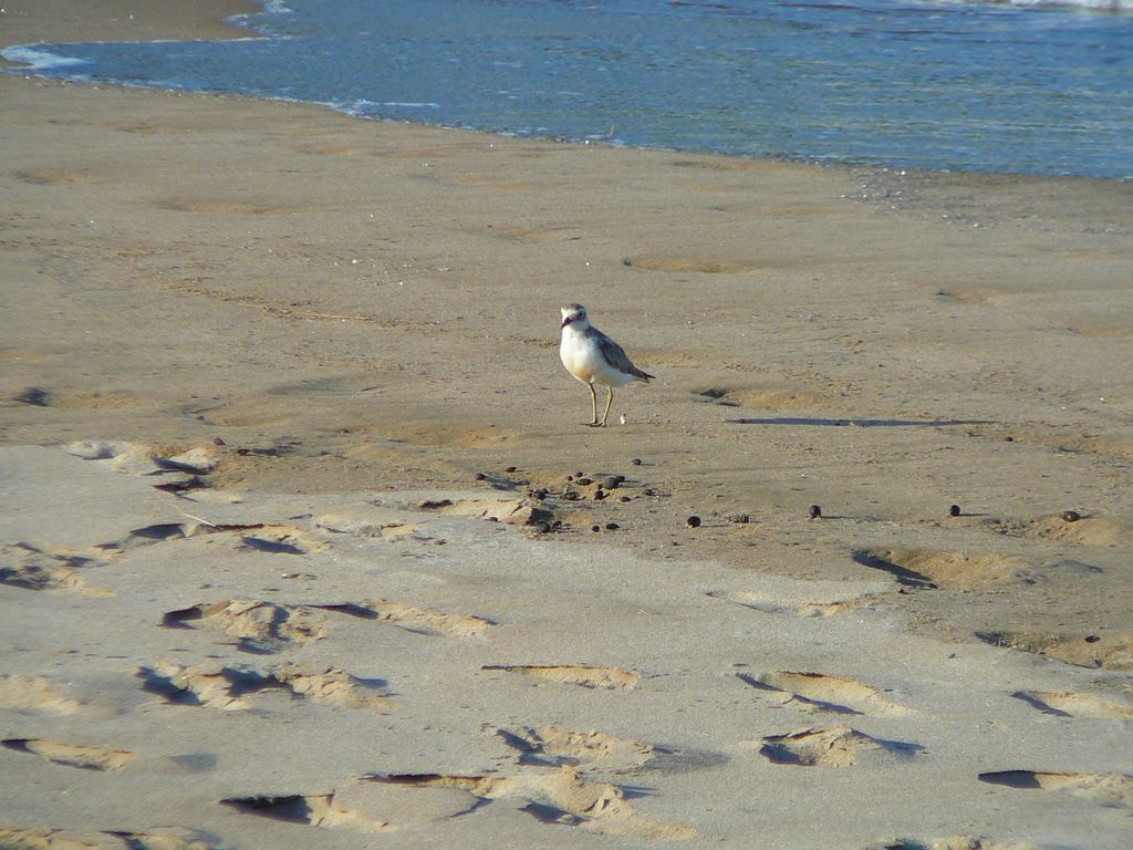 Un autre occupant de la plage.