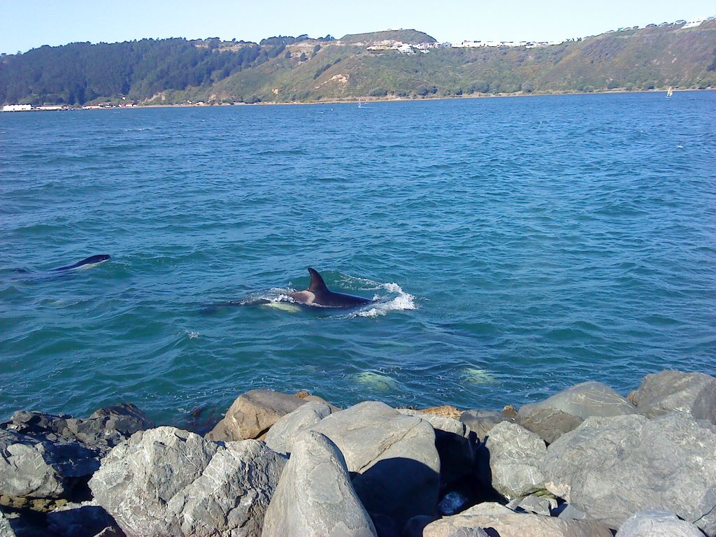 Ils remontent à la surface régulièrement pour respirer, comme les dauphins, dont ils font partie.