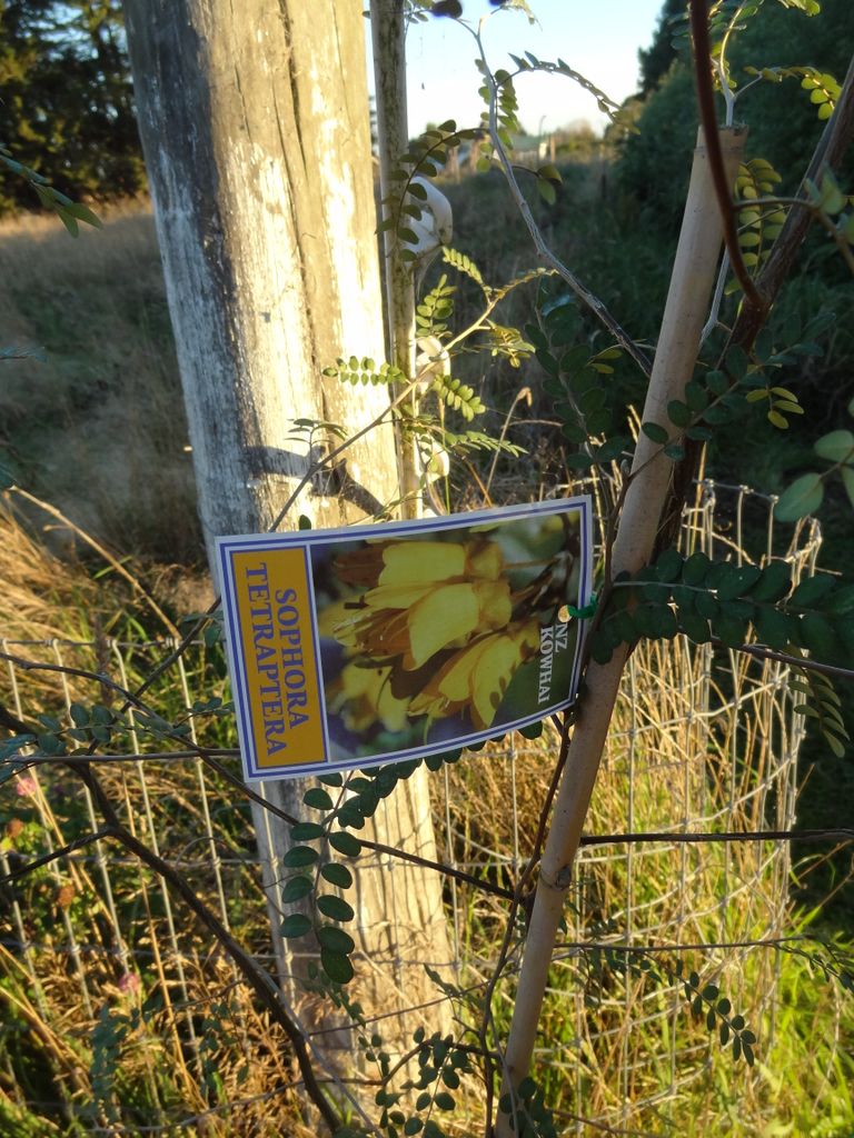On a choisi le Kowhai, un arbre natif aux fleurs jaunes et adapté à la région