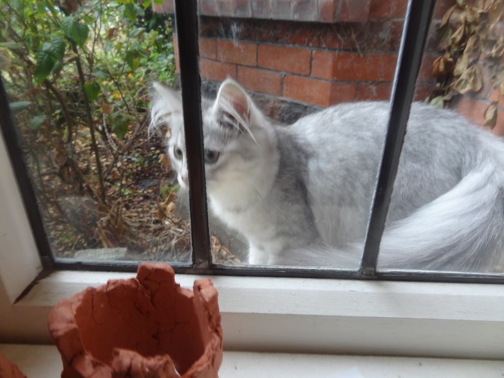 Trois chats vivent maintenant dans cette grande demeure dont Crystal, superbe petit chat gris et blanc.