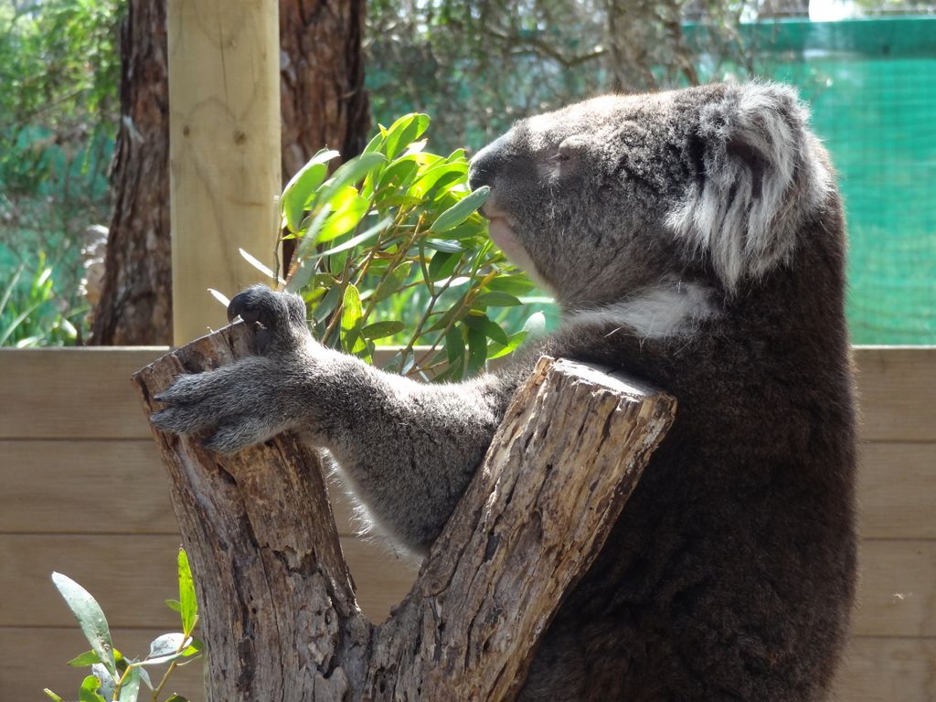 Le koala. J'aimerais pas lui serrer la pince quand meme!