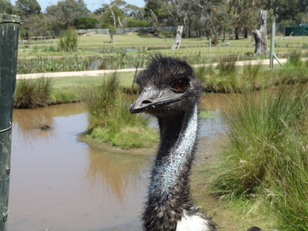 L'emu