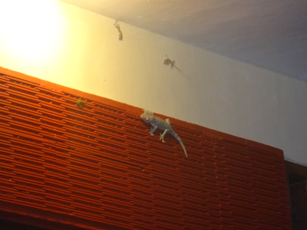 Le gecko.