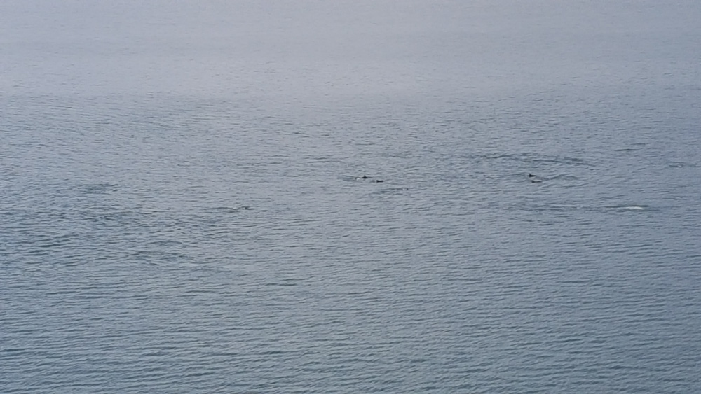 Les dauphins sur Scorching Bay.