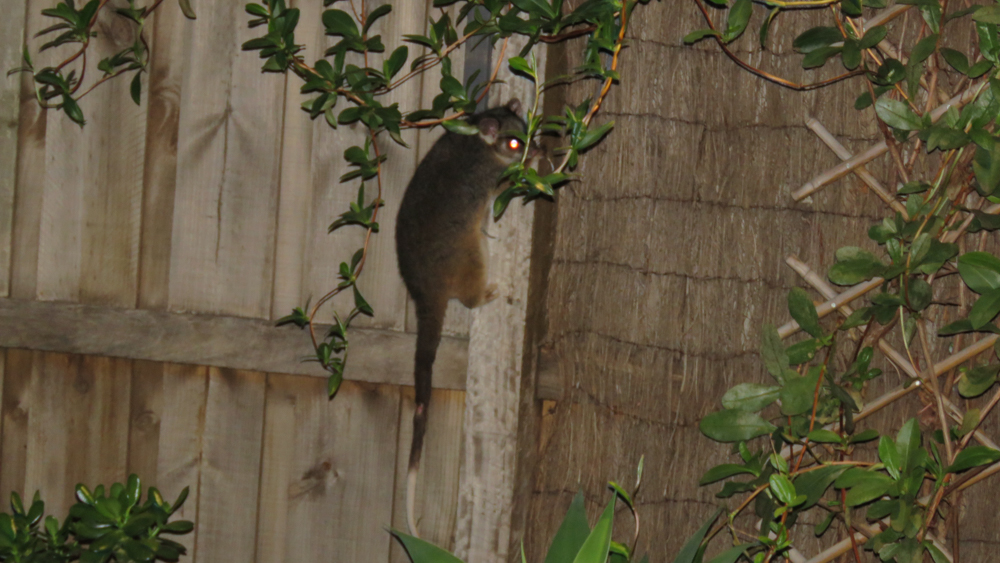 Un possum dans le jardin.