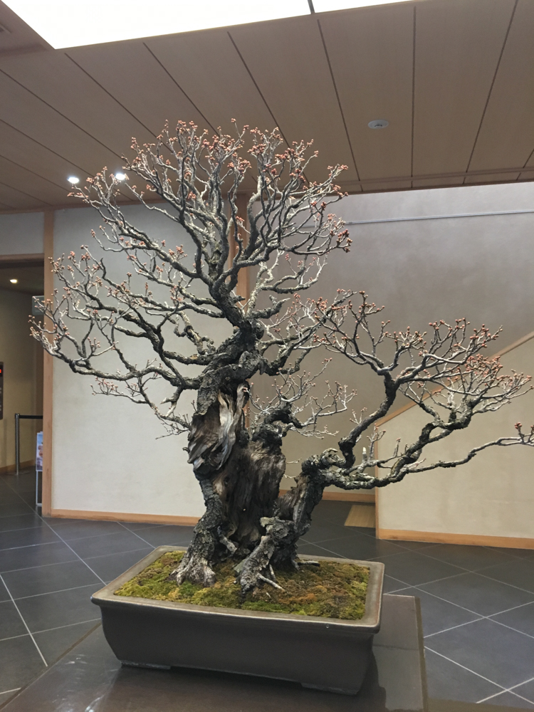 Avant les montagnes, on s'arrête à Omyia, ville du bonsai, pour visiter son musée.