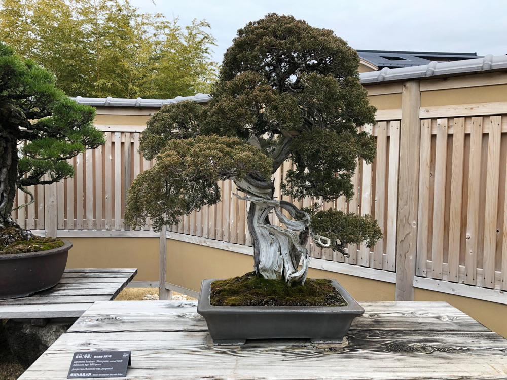 Musée du bonsai à Omyia.