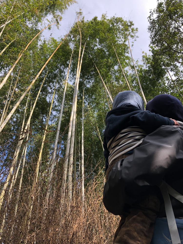 La forêt de bambous d'Arashyama.