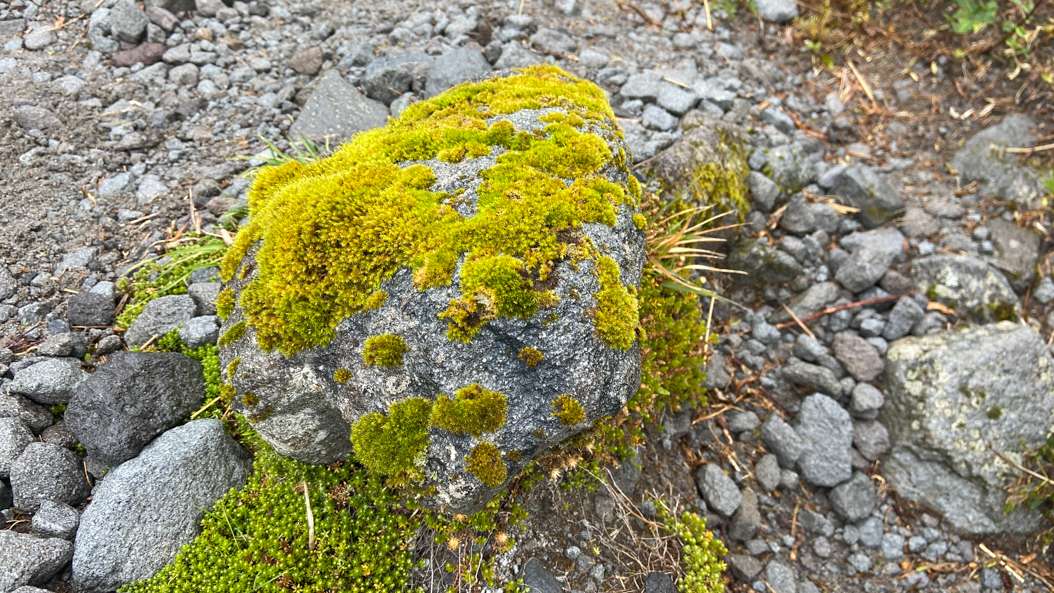 La végétation du Taranaik est vraiment unique. Déjà il y a 15 ans, lors de notre première visite du volcan, ces pierres couvertes de mousses m'avaient interpellé.
