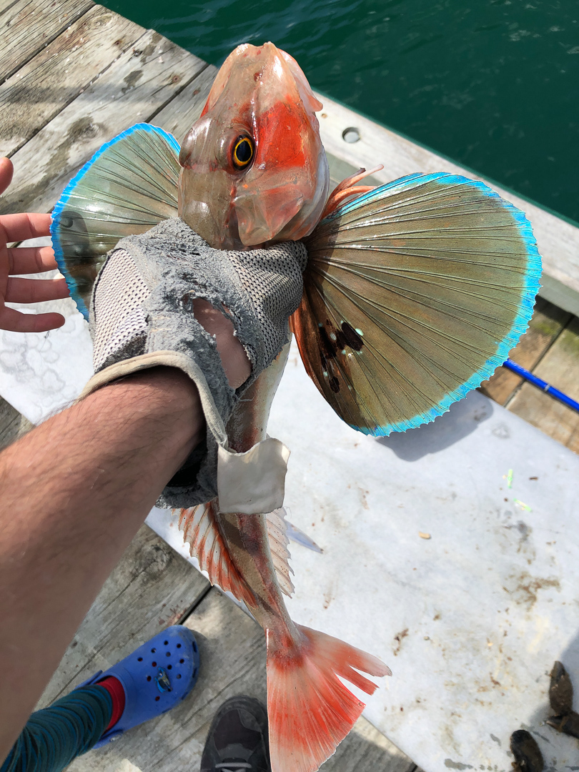 On a attrape un Red Gurnard. C'est un poisson delicieux, mais il est tellement beau que c'est vraiment dur de le tuer.
