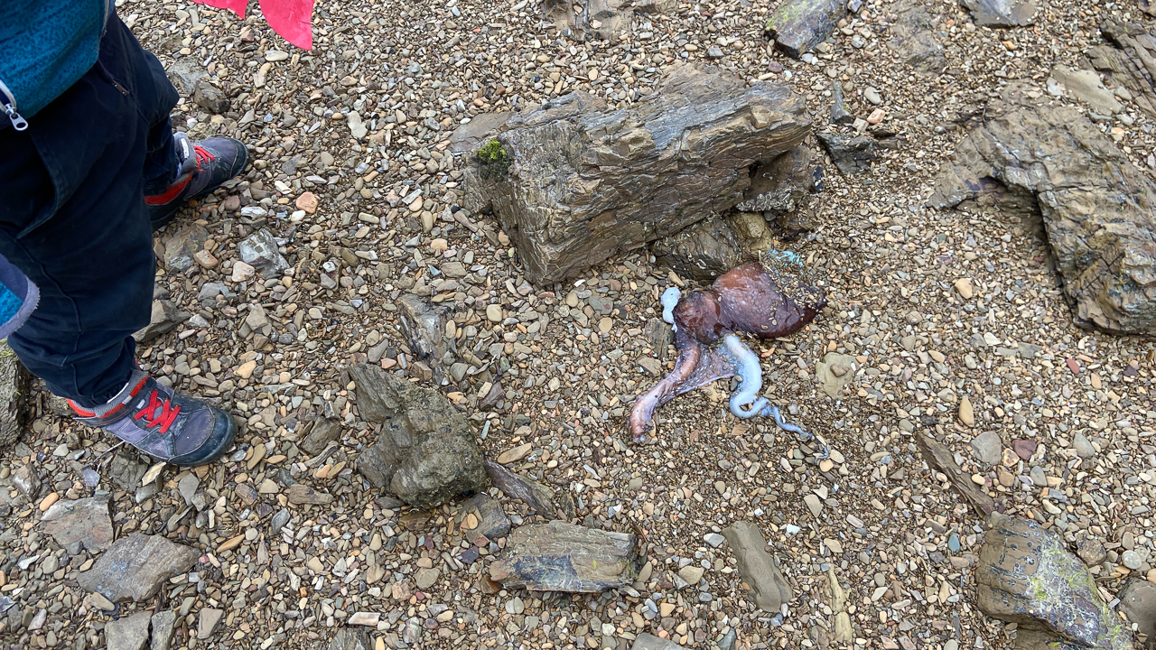 Un squid bien mal en point, trouve sur la plage. En apprenant son existence, Adan decide de venir le chercher pour en faire un appat. Mais quand il arrive pour le prendre, ce dernier bouge encore. Alors, il le plonge dans un seau d'eau pour lui donner un peu de repit ...
